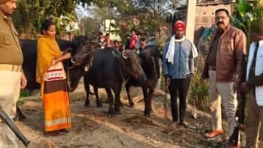 नगर नौसा: बडीहा गांव से चोरी हुए तीन मवेशियों को पुलिस ने बरामद किया