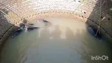 करतला: कुएं में गिरे 6 जंगली सूअर, वन विभाग ने 1 घंटे में रेस्क्यू कर रस्सी के सहारे निकाला