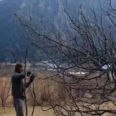 सांगला: सांगला घाटी में सेब बगीचों में बर्फबारी नहीं होने के कारण बागवानों ने शुरू किए सभी काम, वीडियो आया सामने