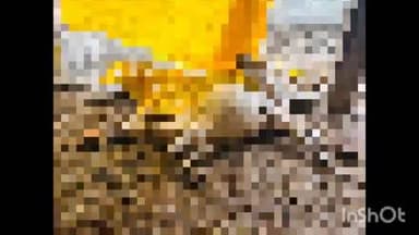 मीरगंज: शीतलहर के कारण तिलमास और मीरगंज गौशाला में मरी तीन गाय का मामला हुआ उजागर