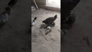 अजीब है एक मां,बिना पढ़ी लिखी बिना गिनती जाने।अपने बच्चों की संख्या गिन सकती है