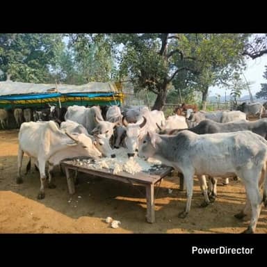 बबेरू: कमासिन ब्लाक अमेढी गौशाला में गौ पूजन कार्यक्रम संपन्न किया खिचड़ी भोग का विपिन उपाध्याय प्रधान अमेढी