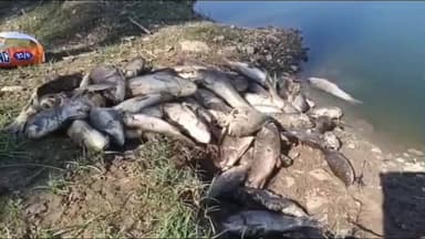 போச்சம்பள்ளி: தட்டர அள்ளி ஏரியில் 4 டன் மீன்கள் திடீர் உயிரிழப்பு கழிவுகள் கொட்டப்படுவதால் நேர்ந்த விபரீதம் சாட்சியங்களை மறைக்க மூட்டை அப்புறப்படுத்தல்