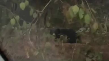 नौगढ़: नौगढ़ कोइलरवा हनुमान मंदिर के रास्ते में दिखा भालू, वीडियो सोशल मीडिया पर हुआ वायरल