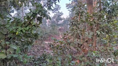 उदयपुर: शिवनगर और साल्ही के बीच जंगल में एक लोनर हाथी कर रहा विचरण, वन विभाग ने लोगों को किया सतर्क