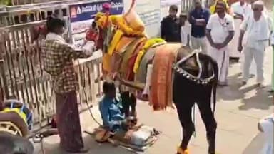 మహానంది క్షేత్రంలో ఆకట్టుకున్న గంగిరెద్దు ప్రదర్శన