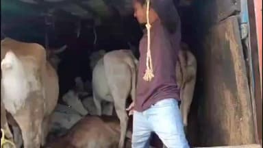 राळेगाव: कतलीकरिता जाणाऱ्या 28 गोवंशीय बैलाची सुटका 29 लाख दहा हजारांचा मुद्देमाल जप्त देवधरी घाटात वडकी पोलिसांची कारवाई