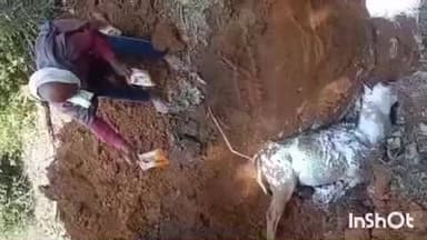 चतरा: बारियातु गांव के पास अज्ञात वाहन से नीलगाय की मौत, वनरक्षी ने दी मिट्टी