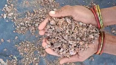 रायडीह: रायडीह प्रखंड के ग्रामीण लाह की खेती से कमा रहे हैं लाखों रुपये