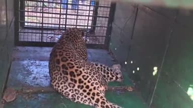 ಕೊರಟಗೆರೆ: ಕೊರಟಗೆರೆಯಲ್ಲಿ ಬೋನಿಗೆ ಬಿದ್ದ ಚಿರತೆ ಮರಿ