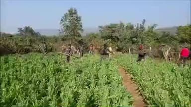 चौपारण: चौपारण में पुलिस-वन विभाग की बड़ी कार्रवाई, 5 एकड़ में फैली अवैध अफीम की खेती नष्ट