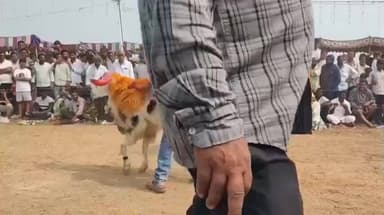 సంక్రాంతి సందర్భంగా అన్నంబొట్లవారిపాలెంలో పొట్టేలు పందాలు