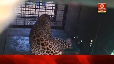 ಕೊರಟಗೆರೆ ಚಿರತೆ ಸೆರೆ ನಿಟ್ಟುಸಿರು ಬಿಟ್ಟ ಜನರು