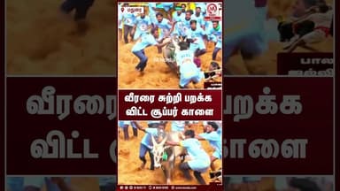 வீரரை சுற்றி பறக்க விட்ட சூப்பர் காளை | Jalikattu | Jalikattu2026 | Palamedu | M Nadu