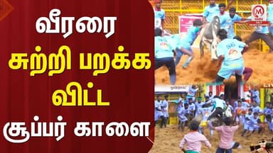 வீரரை சுற்றி பறக்க விட்ட சூப்பர் காளை | jallikattu2026 | Palamedu