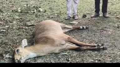 गिद्धौर: बरियातू में अज्ञात बोलेरो की टक्कर से नीलगाय की मौत, वन विभाग ने दफनाया