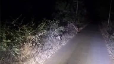 ಅರಸೀಕೆರೆ: ಆದಿಹಳ್ಳಿ- ನಂದಿಹಳ್ಳಿ ರಸ್ತೆ ಮಧ್ಯೆ ಚಿರತೆ ಪ್ರತ್ಯಕ್ಷ