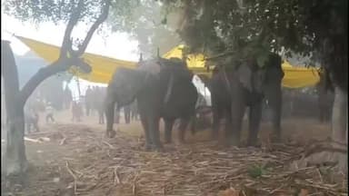 महसी: रेहुआ मंसूर में दहशत, वन विभाग की पकड़ से दूर बाघ, दुधवा से लाए गए दो प्रशिक्षित हाथी