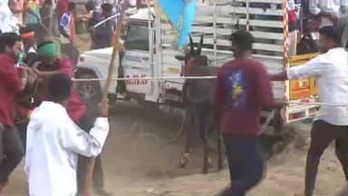 சூளகிரி: மாவட்டத்தில் இந்தாண்டு கோபசந்திரம் கிராமத்தில் முதல் எருதுவிடும் விழா: ஆயிரக்கணக்கான காளைகள், வீரர்கள் பங்கேற்பு