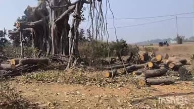 मसलिया: लकड़ी माफियाओं ने काटे विशाल वट वृक्ष, सीओ ने कहा जांच होगी