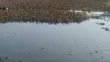 अभनपुर: अभनपुर शीतला मंदिर के पास तालाब की सफाई शुरू, नगरपालिका के सभी कर्मचारी, अधिकारी और जनप्रतिनिधि हुए शामिल