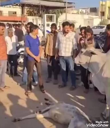 जालौर: जालौर में बस ने गाय के बछड़े को कुचला, गोसवेकों ने किया प्रदर्शन