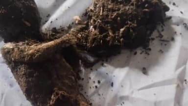 हिण्डोली: रेवड़ी से मिला नवजात बालिका का शव, पुलिस जांच में जुटी