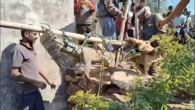 दमयंती नगर: सोमखेड़ा में खेत में घुसा 6 फीट का मगरमच्छ, स्थानीय लोगों में हड़कंप, वन विभाग ने रेस्क्यू कर नदी में छोड़ा