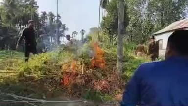 ফালাকাটা: ফালাকাটার জটেশ্বরে গাঁজা গাছ কেটে দিল পুলিশ