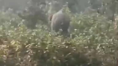 बहरागोड़ा: मांगड़ोसोल गांव में हाथियों का उत्पात, वनकर्मी रातभर मशाल लेकर डटे रहे