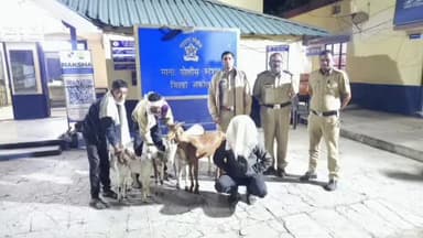 मुर्तीजापूर: २१ बकऱ्या चोरी प्रकरणी टोळीचा पर्दाफाश; माना पोलिसांची धडाकेबाज कारवाई