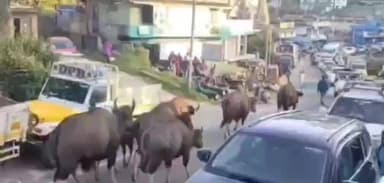 கொடைக்கானல்: டிப்போ பிரதான சாலையில் டிராபிக் ஜாம் ஏற்படுத்திய காட்டு மாடுகளின் கூட்டம் வைரல் வீடியோ