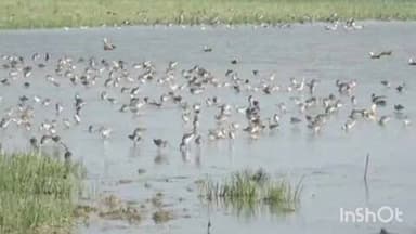 ବାଲୁଗାଁ: ଆସନ୍ତା ୧୮ରେ ଚିଲିକାରେ ପକ୍ଷୀ ଓ ୨୦ରୁ ଡଲଫିନ୍ ଗଣନା ଆରମ୍ଭ