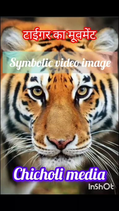 ताप्ती रेंज मे टाईगर की दस्तक, # प्रतिकात्मक वीडीयो, इमेज