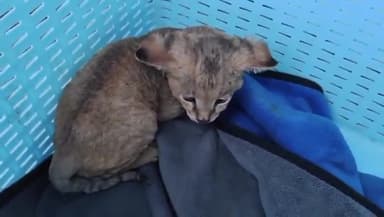 હાંસોટ: સાહોલ ગામની સીમમાં શેરડીના ખેતરમાંથી દીપડાનું બચ્ચું મળી આવતા ફફડાટ ફેલાયો છે.