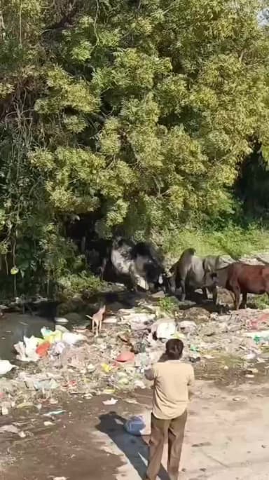 ખેડબ્રહ્મા: શહેરના ગામ વિસ્તારમાં બે આખલાઓ સામસામે આવી જતા યુદ્ધ સર્જાતા ભયનો માહોલ છવાયો