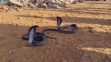 पुष्कर: गुसाईं नागिन की फूफकार से लोगों के छूटे पसीने, नाग घायल हुआ तो दिखाया प्रचंड रूप, नजारा देखकर ग्रामीण घबराए