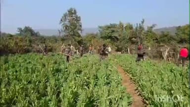 चौपारण: चौपारण थाना क्षेत्र में अवैध अफीम की खेती पर बड़ी कार्रवाई