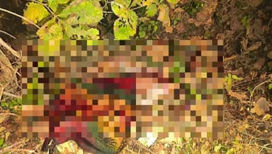 बिछुआ: गुमतरा में शेर के हमले से किसान की मौत, खेत में पानी लगाते समय हुआ हमला