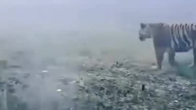 महसी: रेहुआ मंसूर इलाके में प्रशिक्षित हाथियों से बाघ का सर्च ऑपरेशन जारी, वन विभाग के हाथ खाली, दहशत कायम