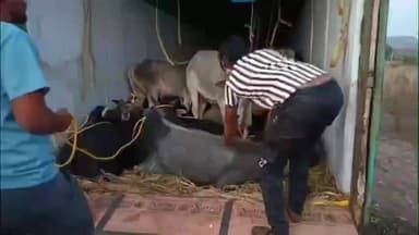 राळेगाव: गोवंशाची अवैध वाहतूक करणारा कंटेनर ट्रक जप्त,44 लाखांचा मुद्देमाल जप्त वडकी पोलिसांची देवधरी घाटात कारवाई