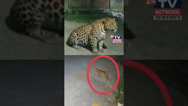 Breaking News: टपूकड़ा में चौथे दिन भी तेंदुआ नहीं पकड़ा गया। #shorts #bhiwadi #viral #khairthal