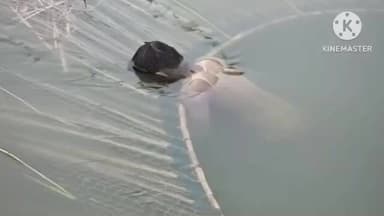 తలుపుల కుమ్మరపేటకు చెందిన జిందేస్ అనే యువరైతు మృతదేహం కురుకుంటపల్లి ప్రాంతంలో హంద్రీనీవా కాలువలో లభ్యం