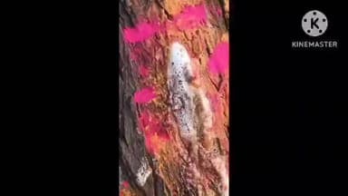 కదిరి మద్దిమడుగు గ్రామంలో వేప చెట్టుకు పాలు కారడంతో పూజలు చేస్తున్న గ్రామస్తులు