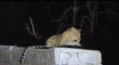 पालमपुर: पालमपुर के थला कांडी में सड़क किनारे तेंदुआ दिखा, वायरल वीडियो से गांव में दहशत