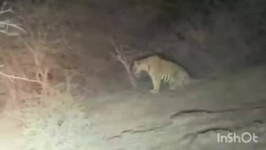 सरमथुरा: टाइगर रिज़र्व एरिया में मादा बाघिन टी-117 ने दिया शावक को जन्म, अपनी मां के साथ हिडन कैमरे में ट्रैप हुआ शावक