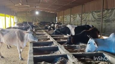 घिरोर: अपर जिलाधिकारी ने घिरोर गौशाला का किया औचक निरीक्षण, साफ-सफाई और टीकाकरण का दिया निर्देश