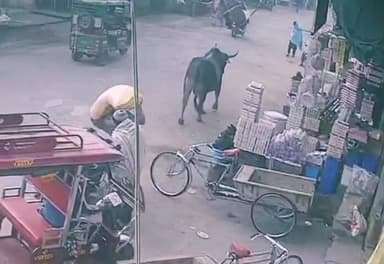 कैराना: कांधला में राह चलती लड़की को आवारा सांड ने सड़क पर पटका, वीडियो सोशल मीडिया पर हुआ वायरल