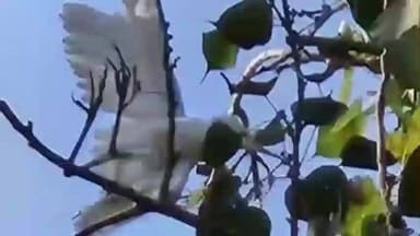 झांसी: गौ रक्षा हिंदू दल की टीम ने हाट बाजार में 70 फीट के पीपल के पेड़ पर फंसे बगुला पक्षी को रेस्क्यू कर उतारा