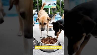 Bihar में शुरू हुआ Dog Feeding Zone! | अब आवारा कुत्तों का पूरा प्रबंधन| #AnimalCare #DogCare